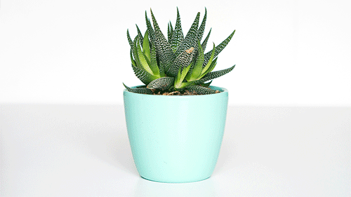 aloe tree