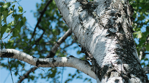 birch tree.